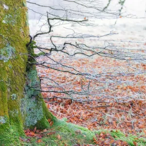 Hoarfrost-Encrusted Tree Trunk Print