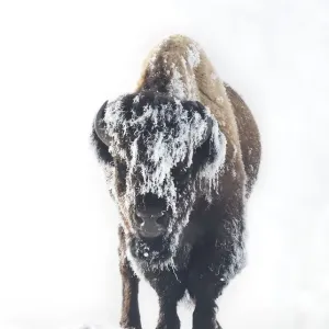 Frozen Frozen