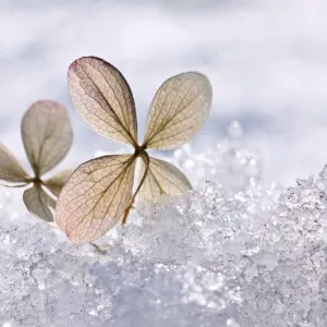 Frozen hydrangea Frozen hydrangea