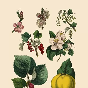 Fruit and Nut Trees of the Garden, Victorian Botanical Illustration