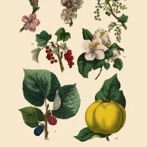 Fruit and Nut Trees of the Garden, Victorian Botanical Illustration Fruit and Nut Trees of the Garden, Victorian Botanical Illustration