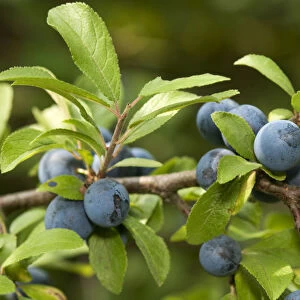 Fruit of the Sloe or Blackthorn -Prunus spinosa-, Geneva, Genf, Switzerland