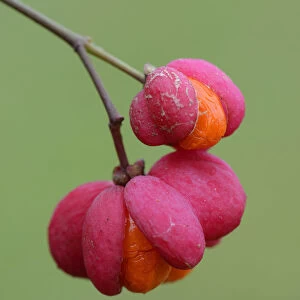 Fruits of European Spindle Tree -Euonymus europaeus-