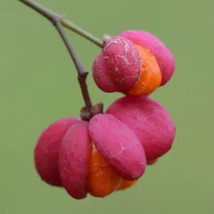 Euonymus europaeus Fruit Print