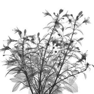 Fuchsia bush, X-ray
