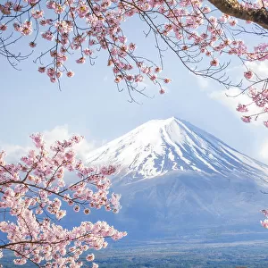 Fuji Mountain and Pink Sakura Branches at Kawaguchiko Lake in Spring, Japan