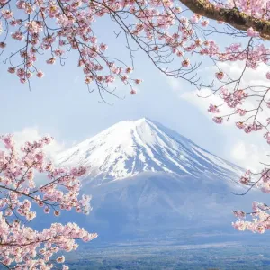 Fuji Mountain Print with Pink Sakura Branches at Kawaguchiko Lake