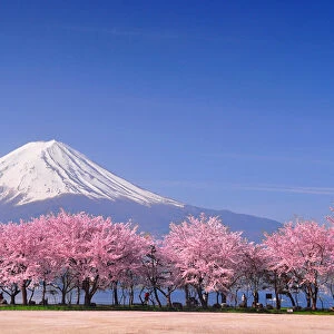 Fuji and Sakura