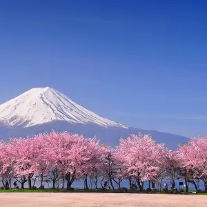 Mt. Fuji Print with Sakura Blossom at Kawaguchiko Lake