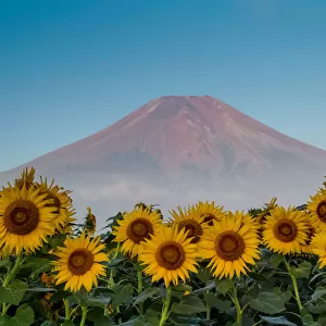 Fuji and Sunflower