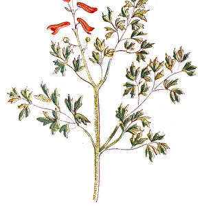 Fumaria officinalis, the common fumitory, drug fumitory or earth smoke