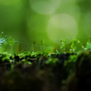Fungi on fungus Fungi on fungus