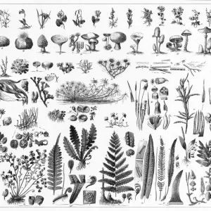 Fungi, Mushrooms, Algae and Non-Flowering Plants Print Fungi, Mushrooms, Algae and Non-Flowering Plants Print