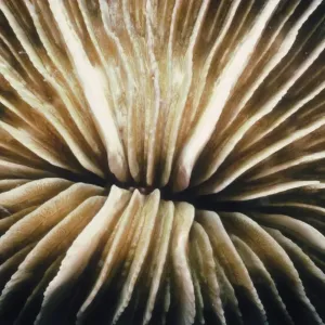 Fungia Coral Fungia Coral