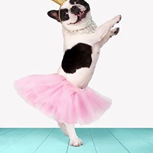 Funny bulldog ballerina