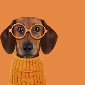 Funny dog with orange glasses