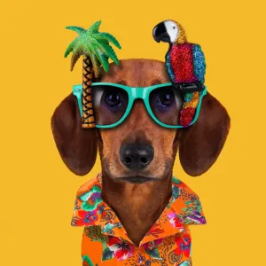 Funny dog wears parrot glasses