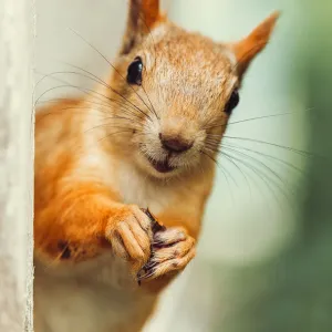 Funny face of Squirrel in a open window