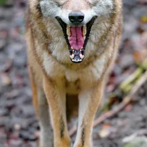 Funny Mongolian Wolf Yawining Funny Mongolian Wolf Yawining