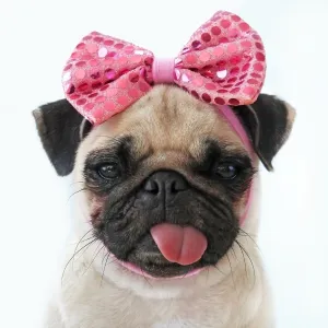 Funny Pug dog