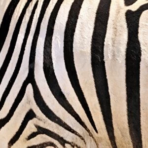 Fur coat of a Plains Zebras (Equus quagga), Etosha National Park, Namibia, Africa