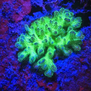 Fused Staghorn Coral Fluorescing Print, a vibrant Palau Rock Islands scene Fused Staghorn Coral Fluorescing Print, a vibrant Palau Rock Islands scene
