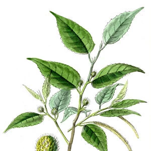 Fustic botanical engraving 1857