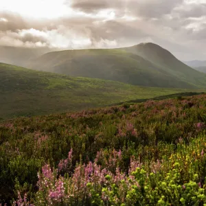 Fynbos heathland in the Walkerbay with dramatic clouds, Grootbos, Gansbay, Western Cape, South Africa