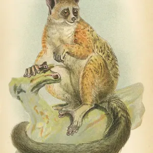 Galago primate 1894 Galago primate 1894
