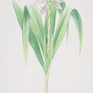 Galangal, Thai Ginger plant with pink flower