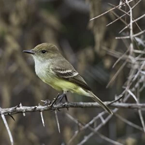 Galapagos Flycatcher or Large-billed Flycatcher -Myiarchus magnirostris-, Isla Isabella, Galapagos Islands