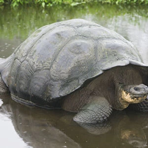 Galapagos Giant Tortoise -Chelonoidis nigra- in a pond, Santa Cruz Island, Galapagos Islands, Ecuador