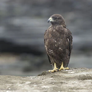 Galapagos Hawk -Buteo galapagoensis-, Isla San Salvador, Isla Santiago, Galapagos Islands