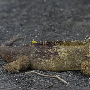 Galapagos Land Iguana -Conolophus subcristatus-, Isabela Island, Galapagos Islands, Ecuador