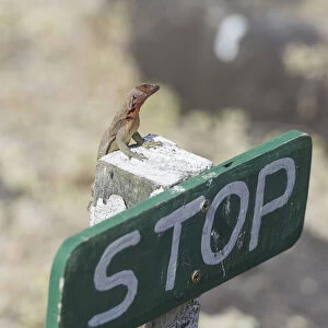 Galapagos Lava Lizard -Microlophus albemarlensis- on a stop sign, Espanola Island, Galapagos Islands, Ecuador