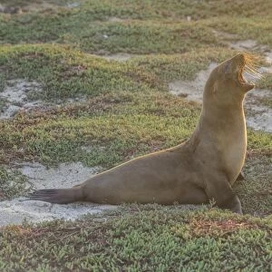 Galapagos Sea Lion -Zalophus wollebaeki- yawning, Mosquera Island, Galapagos Islands, Ecuador