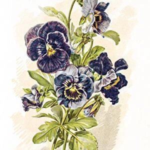 Garden pansy flower 19 century illustration