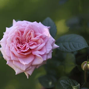 Garden rose (Rosa)