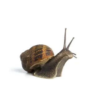 Garden Snail Print (Helix aspersa) Garden Snail Print (Helix aspersa)