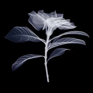 Gardenia, X-ray