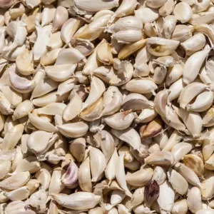 Garlic -Allium sativum- Garlic -Allium sativum-