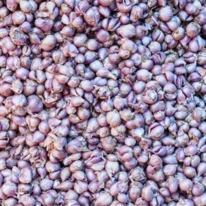 Garlic -Allium sativum- Garlic -Allium sativum-