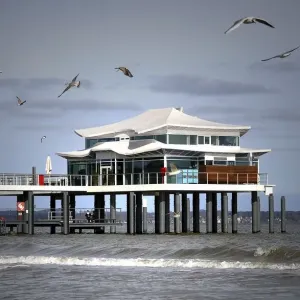 gastronomy, laridae, natural environment, rural, seabird, summery, tavern, teahouse gastronomy, laridae, natural environment, rural, seabird, summery, tavern, teahouse