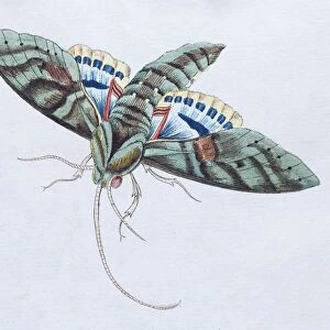 Gaudy Sphinx (Sphinx Labruscae), twilight butterfly, hand-colored copper engraving
