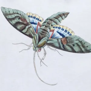 Gaudy Sphinx Print, Hand-Colored Copper Engraving