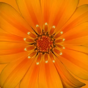 Gazania Gazania