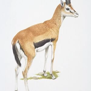 Gazella thomsonii, Thomsons Gazelle, side view