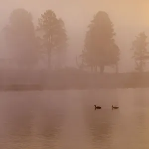 two geese on Yellowstone River in fog two geese on Yellowstone River in fog