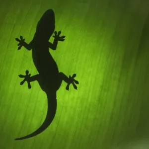 Gekko in Thailand Gekko in Thailand