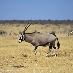 Gemsbok or Gemsbuck -Oryx gazella-, Etosha National Park, Namibia, Africa